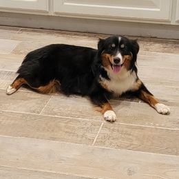 Gidget - Miniature Australian Shepherd