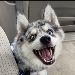Yuzu - Pomsky