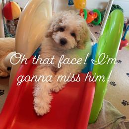 Goldendoodle, Maltipoo, and Poodle Puppies from Winchester Hills Poodles and Doodles