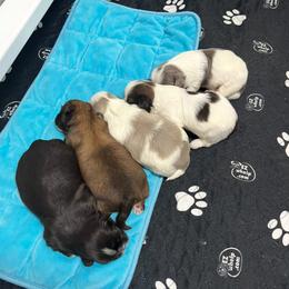 Bella - Shih Tzu