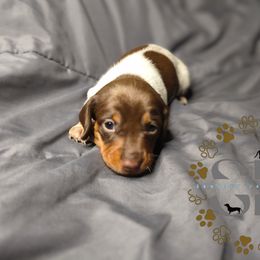 Cookie - Piebald female Dachshund puppy in Ocala, Florida from Seaside Dachshunds