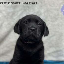 Light purple collar - Black female Labrador Retriever puppy in Beaverdam, Virginia from Riverside Sunset Labrador Retrievers