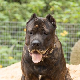 Athena - Cane Corso