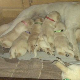 Labrador Retriever Puppies from Holly and Handsome