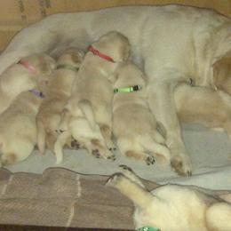 Labrador Retriever Puppies from Holly and Handsome