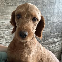 Willow - Goldendoodle
