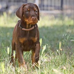 Doberman Pinscher Puppies from Sun Country Dobermanns