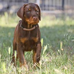 Doberman Pinscher Puppies from Sun Country Dobermanns
