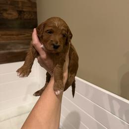 Pink Collar - Apricot female Goldendoodle puppy in Yadkinville, North Carolina from Millie’s Goldendoodles