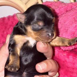 Yorkshire Terrier Puppies from The Doggy Empire