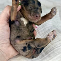 Pink Collar Female - Merle female Bernedoodle puppy in Crete, Illinois from Plum Valley Pups