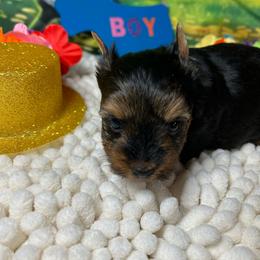 Boy one (1500) - Chocolate, tan and white male Yorkshire Terrier puppy in Douglas, Georgia from Southern Georgia Yorkies and biewers