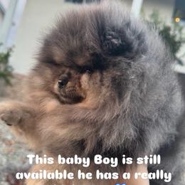 Bear - Blue merle male Pomeranian puppy in Santa Ana,Ontario, California from Uniquepombabies