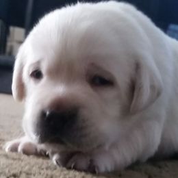 Labrador Retriever Puppies from Hero Labradors