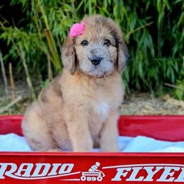 Edna - Merle female Saint Berdoodle puppy in Battle Ground, Washington from Mad Hatter Farms Saint Berdoodles