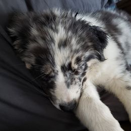 Aspen - Blue merle Australian Shepherd puppy in Nezperce, Idaho from Willow Creek Farm