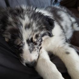 Aspen - Blue merle Australian Shepherd puppy in Nezperce, Idaho from Willow Creek Farm