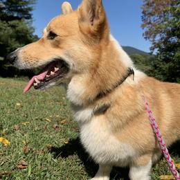 Sadie - Red female Pembroke Welsh Corgi puppy in Boones Mill, Virginia from Cahas Corgis of Virginia