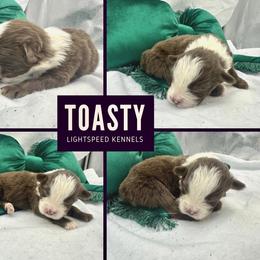 Toasty - Red & white female Australian Shepherd puppy in Lexington, South Carolina from Lightspeed Kennels