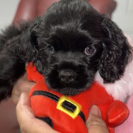 Atlas - Black male Cocker Spaniel puppy in Hernando, Florida from Blackwater Kennel