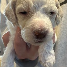 Goldendoodle Puppies from Double J’s Doodles