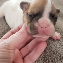 French Bulldog Puppies from Kelli's Frenchies