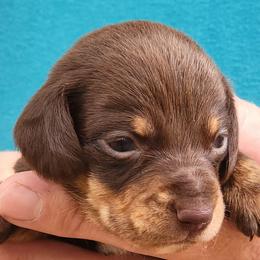 STEVIE - Chocolate and tan male Dachshund puppy in Paradise, Texas from C and J Minis