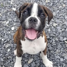 Boxers from Rumar Boxers