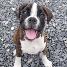 Boxers from Rumar Boxers