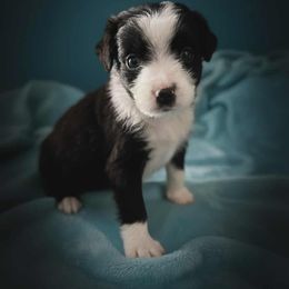 Oak - Black tri male Miniature Australian Shepherd puppy in Altoona, Florida from Ty's Fluff Butt Acres