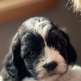 Cavapoos from Cozy Creek Cavapoos