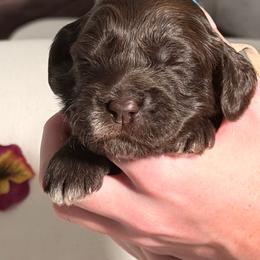 Pink Collar Girl - Chocolate female Australian Labradoodle puppy in Saint Louis, Missouri from Gateway Australian Labradoodles