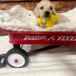 Aurora - Cream female Dachshund puppy in Bennett, North Carolina from Cherished Dachshunds