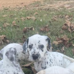 Kentucky - White and black male Dalmatian puppy in Bremen, Georgia from Clark’s Dalmatians