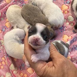 Smallest girl 8000 - Blue and white female Chihuahua puppy in Summerfield, Florida from Uey’s Chihuahuas