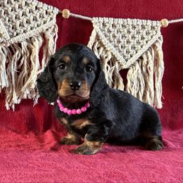 Trixie - Black and tan female Dachshund puppy in Lincoln, Arkansas from Red Dirt Dachshunds