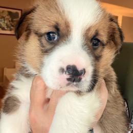 Simon - Blue Boy - Red male Pembroke Welsh Corgi puppy in Woodinville, Washington from Heatherland Corgis