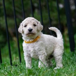 Orion - White male Poodle puppy in Pleasant Grove, Utah from Out of This World Poodles