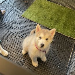 Alaskan Malamute Puppies from Alpenglow Alaskan Malamutes