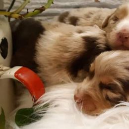Australian Shepherd Puppies from Patchwork Kennels