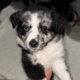 Finley - Blue merle female Miniature Australian Shepherd puppy in Bartow, Florida from Peace Creek Aussies