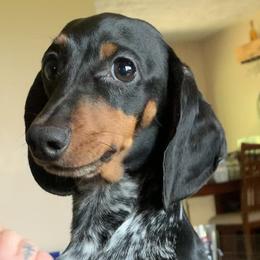 Piper - Dachshund