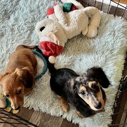 Dachshund Puppies from GypsyDox