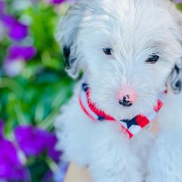 Moose - Merle Sheepadoodle puppy in Knoxville, Tennessee from Fleury Farm Doodles TN