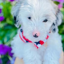 Moose - Merle Sheepadoodle puppy in Knoxville, Tennessee from Fleury Farm Doodles TN