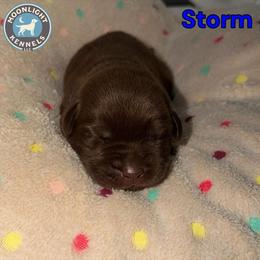 Storm - Blue collar - Chocolate male Labrador Retriever puppy in Elloree, South Carolina from Moonlight Kennels LLC
