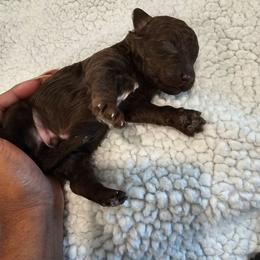 Brad - Chocolate male Goldendoodle puppy in Forney, Texas from Cityline Goldendoodles