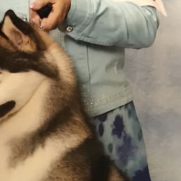 Alaskan Malamutes from Kumata Alaskan Malamutes