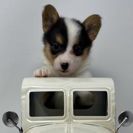 Snowflake - Black and tan female Pembroke Welsh Corgi puppy in Waco, Texas from The Comma Corgis