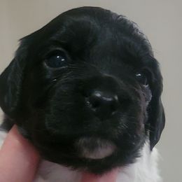 Female 3 - Black and white female French Brittany puppy in New Florence, Pennsylvania from Laurel Furnace Bretons